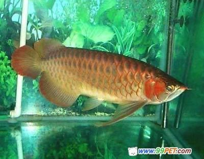 紅龍魚是怎么來的：關(guān)于紅龍魚的介紹 紅龍魚百科 第1張