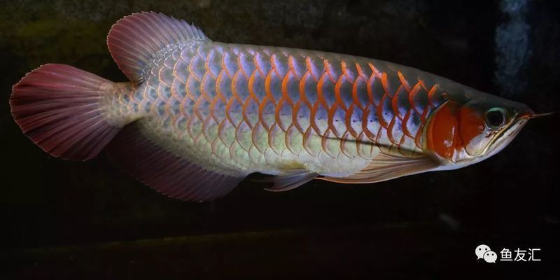 龍魚(yú)剛回來(lái)：龍魚(yú)入缸前的水溫適應(yīng)技巧，新購(gòu)龍魚(yú)的喂食時(shí)機(jī)及解決方法 龍魚(yú)百科 第2張