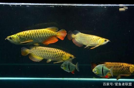 龍魚(yú)忽然不吃東西：龍魚(yú)不吃東西怎么辦 龍魚(yú)百科 第4張