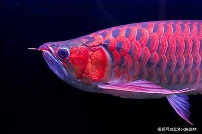 龍魚缸怎么開缸：龍魚缸開缸后如何維護(hù)水質(zhì) 龍魚百科 第1張