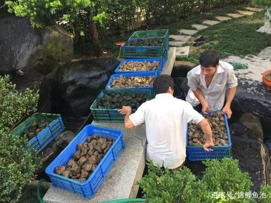 錦鯉魚缸過濾棉清洗技巧：錦鯉魚缸過濾棉怎么清洗 魚缸百科 第4張