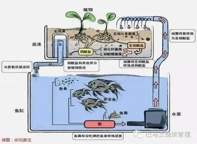 魚缸循環(huán)系統(tǒng)的設(shè)計(jì)要點(diǎn)：魚缸循環(huán)系統(tǒng)的設(shè)計(jì)要點(diǎn)包括以下幾個(gè)方面，魚缸循環(huán)系統(tǒng)的設(shè)計(jì)要點(diǎn) 魚缸百科 第1張