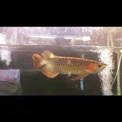 萬吉紅龍魚60公分魚齡多大：萬吉紅龍魚60公分的魚齡是多久？