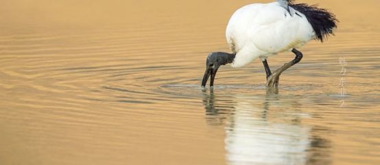 陽臺魚缸光照管理方法：陽臺魚缸光照管理的方法 魚缸百科 第5張