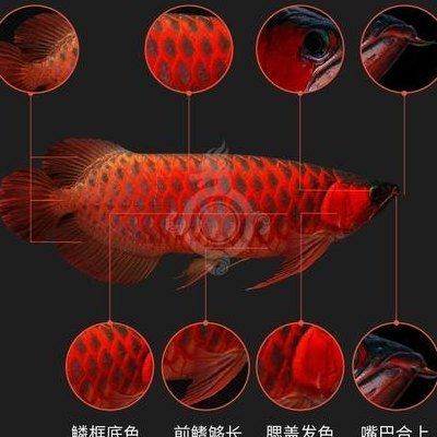 山東紅龍魚價格多少一條：山東紅龍魚價格 紅龍魚百科 第5張