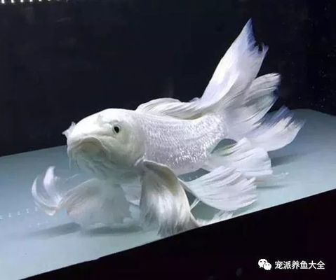 蝴蝶鯉與龍鳳鯉魚的區(qū)別：蝴蝶鯉與龍鳳鯉的區(qū)別 龍魚百科 第3張