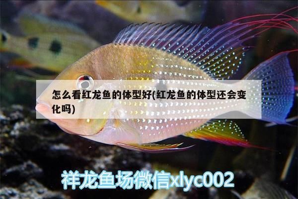 金龍魚兜嘴 辨別：金龍魚兜嘴怎么辨別 水族問答 第2張