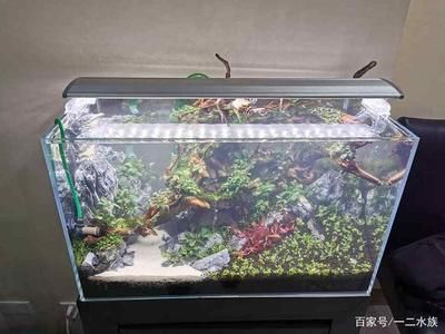 藍寶液可以放食用魚魚缸嗎：藍寶液可以治療魚類的疾病，但需注意其對水質(zhì)的影響 魚缸百科 第5張