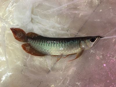 龍魚鱗片潰爛怎么治療最好：治療龍魚鱗片潰爛的最佳方法