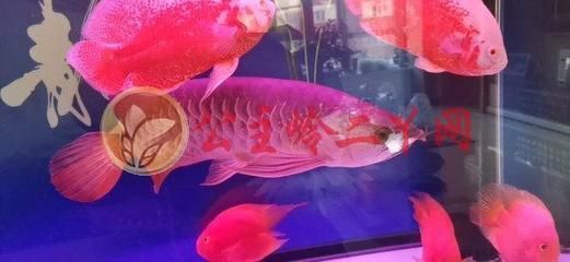 赤血紅龍魚生長過程圖解：赤血紅龍魚幼苗期養(yǎng)護(hù)要點(diǎn)