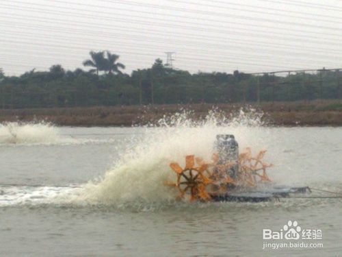 提高魚(yú)缸溶氧量的有效方法：如何提高魚(yú)缸的溶氧量 魚(yú)缸百科 第3張