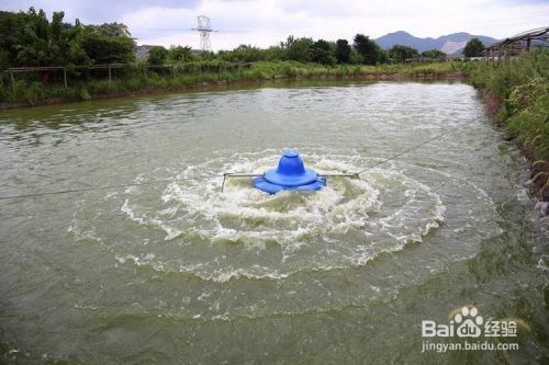 提高魚(yú)缸溶氧量的有效方法：如何提高魚(yú)缸的溶氧量 魚(yú)缸百科 第4張