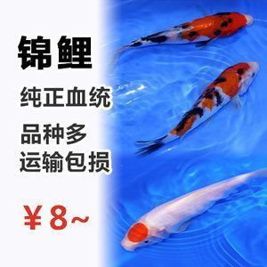 金龍魚多大爬背結(jié)束生長：金龍魚在多大的時(shí)候會(huì)結(jié)束生長，它們的身體結(jié)構(gòu)還會(huì)繼續(xù)發(fā)展嗎？ 水族問答 第1張