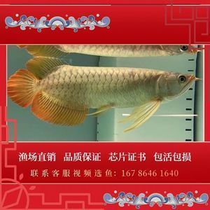 賽級(jí)龍魚選購(gòu)誤區(qū)解析：揭秘賽級(jí)龍魚挑選常見誤區(qū) 龍魚百科 第4張