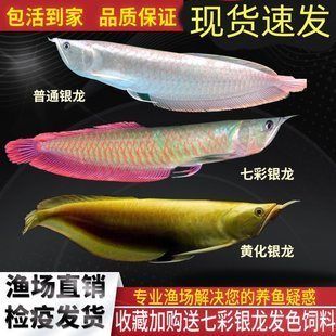 銀龍魚金龍魚紅龍魚價格：金龍魚2025年1月3日的股票價格信息 紅龍魚百科 第4張