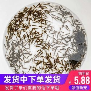 龍魚喂小魚注意事項(xiàng)：喂養(yǎng)龍魚小魚時(shí) 龍魚百科 第4張