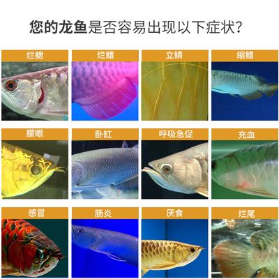 紅龍魚蒙眼是什么原因：紅龍魚蒙眼是什么原因?qū)е碌? title=