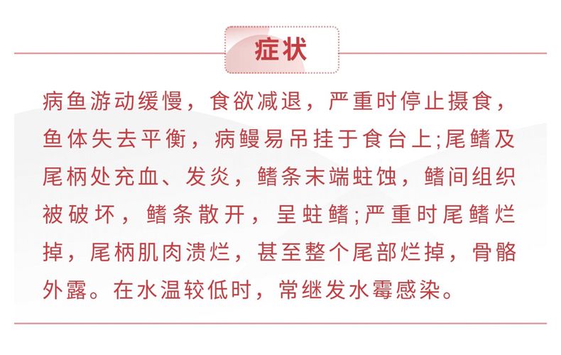 紅龍魚爛尾了怎么辦：如何處理紅龍魚爛尾的問題 紅龍魚百科 第3張