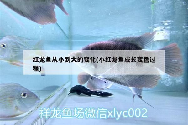 紅龍魚(yú)從小到大的變化圖：關(guān)于紅龍魚(yú)從小到大的變化過(guò)程 紅龍魚(yú)百科 第2張