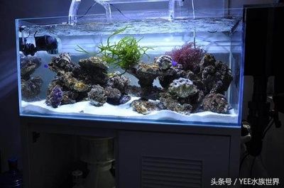 魚缸電源位置怎么留：如何為魚缸選擇合適的電源位置 魚缸百科 第5張