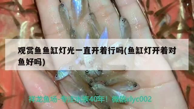 魚缸燈對銀板魚生長的影響：魚缸燈光對銀板魚生長的影響 魚缸百科 第4張