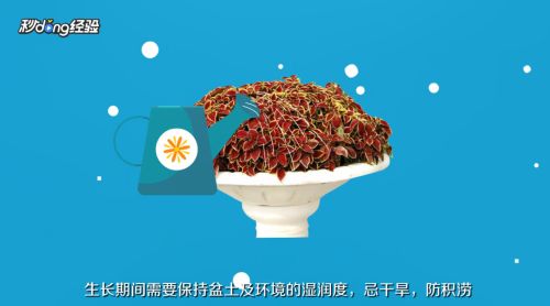 魚缸彩葉草的養(yǎng)殖方法和注意事項圖片：彩葉草的養(yǎng)殖方法和注意事項 魚缸百科 第3張