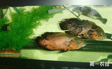 金龍魚多久成年可以繁殖后代：金龍魚的性成熟年齡是多少？ 水族問答 第1張