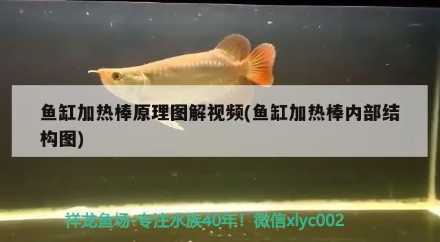 魚(yú)缸加熱棒好不好：如何選擇合適的魚(yú)缸加熱棒 魚(yú)缸百科 第5張