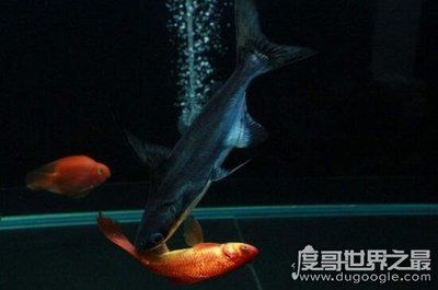 金龍魚(yú)多久可以繁殖出來(lái)了：關(guān)于金龍魚(yú)繁殖的問(wèn)題 水族問(wèn)答