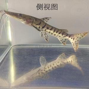 金龍魚多久能發(fā)色：如何判斷金龍魚是否已經(jīng)完全變色 水族問答 第2張