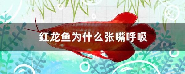 紅龍魚呼吸有點張嘴正常嗎：紅龍魚在呼吸時偶爾張嘴可能是正常的生理現(xiàn)象但也可能是健康問題