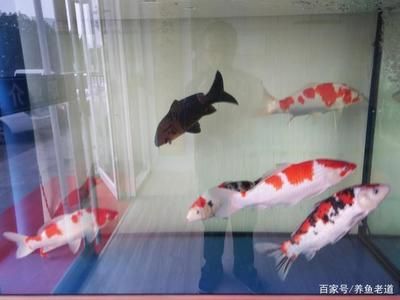 七紋巨鯉魚水質(zhì)要求：七紋巨鯉魚ph值調(diào)控技巧七紋巨鯉魚ph值調(diào)控技巧 龍魚百科 第2張