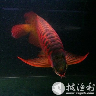 紅龍魚怎么樣換食物：紅龍魚多久換一次水 紅龍魚百科 第1張