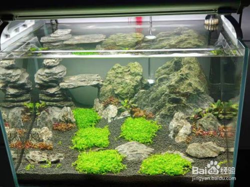 魚缸內(nèi)植物選擇指南：魚缸內(nèi)植物的選擇指南