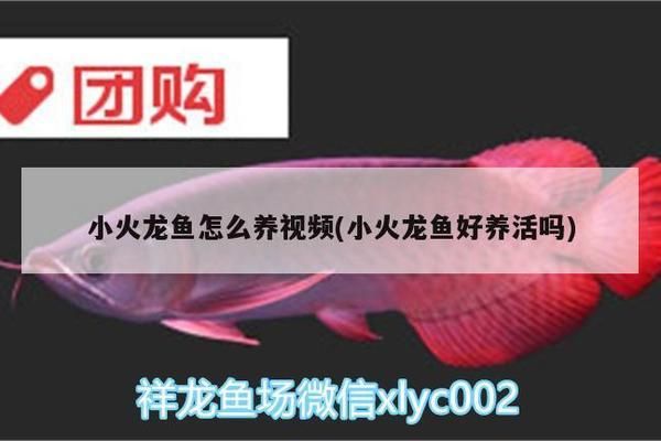 杰西卡恐龍魚(yú)幼魚(yú)適宜飼料：如何自制杰西卡恐龍魚(yú)幼魚(yú)飼料 龍魚(yú)百科 第5張