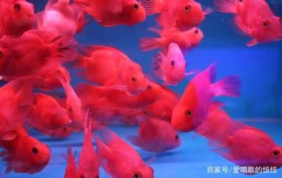 鸚鵡魚混養(yǎng)時的飼料選擇：鸚鵡魚混養(yǎng)時的飼料選擇技巧 龍魚百科 第1張