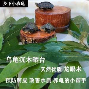 龍眼木放魚缸里的作用是什么：龍眼木在魚缸中的作用 魚缸百科 第5張