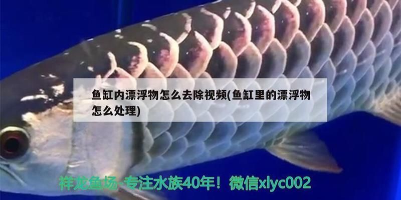 魚(yú)缸里飄的絮狀物怎么處理：如何處理魚(yú)缸中的絮狀物 魚(yú)缸百科 第4張