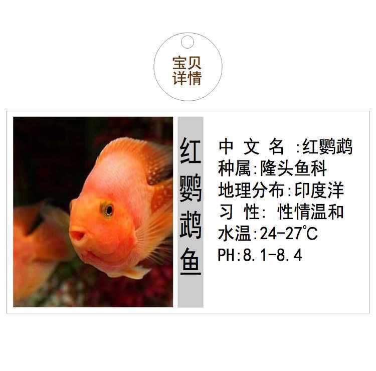 龍魚熱帶魚：如何挑選健康的龍魚苗 龍魚百科 第5張