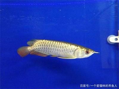 龍魚狀態(tài)不好怎么辦：如何判斷龍魚的狀態(tài) 龍魚百科 第5張