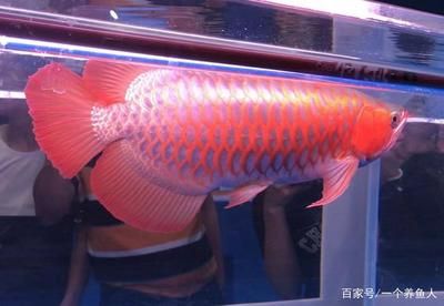 龍魚狀態(tài)不好怎么辦：如何判斷龍魚的狀態(tài) 龍魚百科 第3張