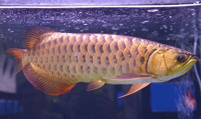 龍魚(yú)一直游來(lái)游去的嗎：龍魚(yú)游來(lái)游去的幾種原因 龍魚(yú)百科 第4張