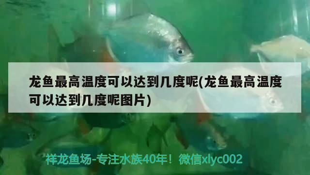 龍魚最高溫度可以達到幾度：龍魚養(yǎng)殖水溫管理技巧：龍魚養(yǎng)殖水溫管理技巧 龍魚百科 第2張