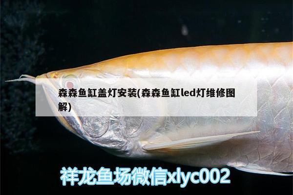 森森魚缸燈具led燈圖片：森森魚缸led燈