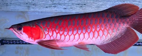 夏天紅龍魚水溫多少合適養(yǎng)：夏天紅龍魚水溫管理