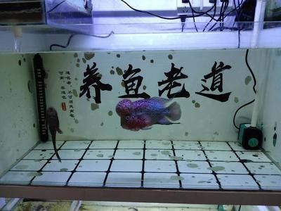 龍魚缸放什么工具魚：如何選擇龍魚缸工具魚 魚缸百科 第1張