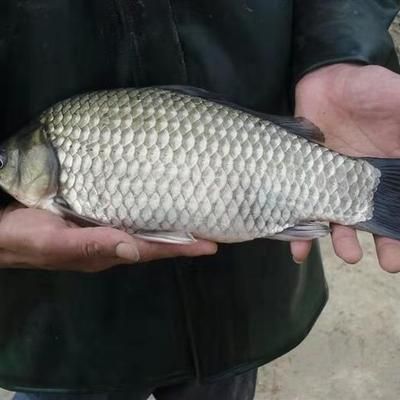 紅龍魚在哪釣：《天刀》探索神秘的釣點：紅龍魚的釣魚之旅 紅龍魚百科 第4張