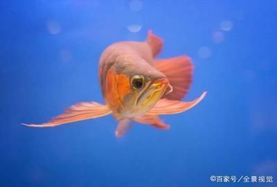 龍魚能吃面包蟲嗎：長期單一喂食面包蟲可能會導致龍魚消化不良和消化不良 龍魚百科 第2張