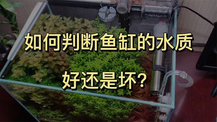 魚缸mv檢測標準最新：魚缸mv檢測標準更新與重要性 魚缸百科 第3張