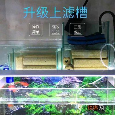 魚缸過濾器維護(hù)周期：魚缸過濾器的維護(hù)周期 魚缸百科 第2張